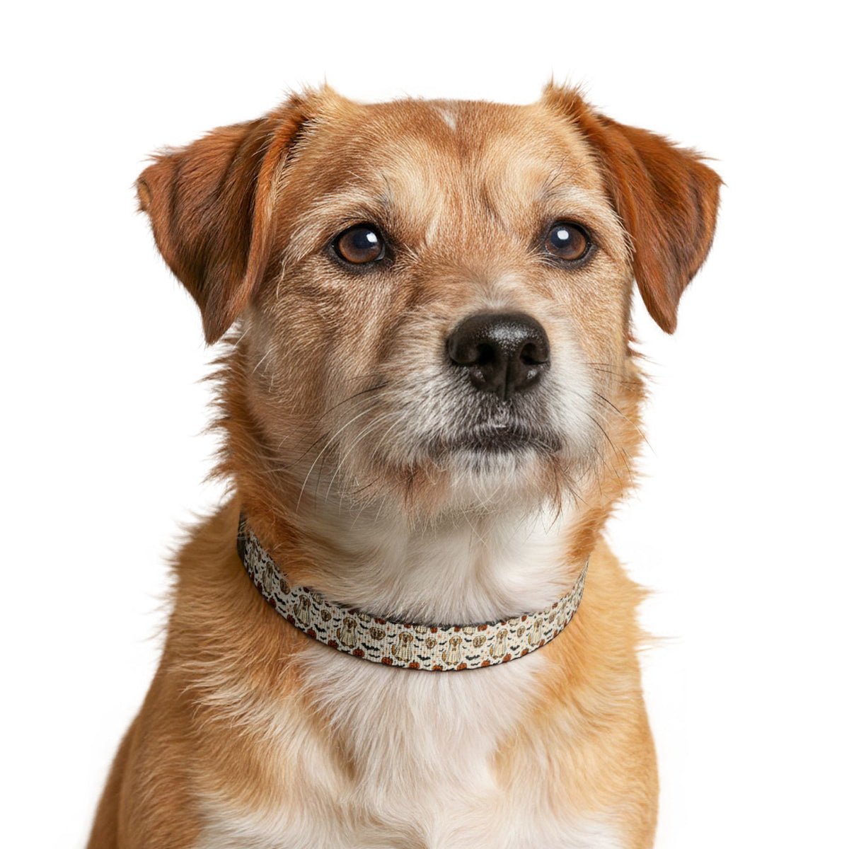 Pet Collar — Clip-On Woven Pattern Collar for Small Dogs & Cats
