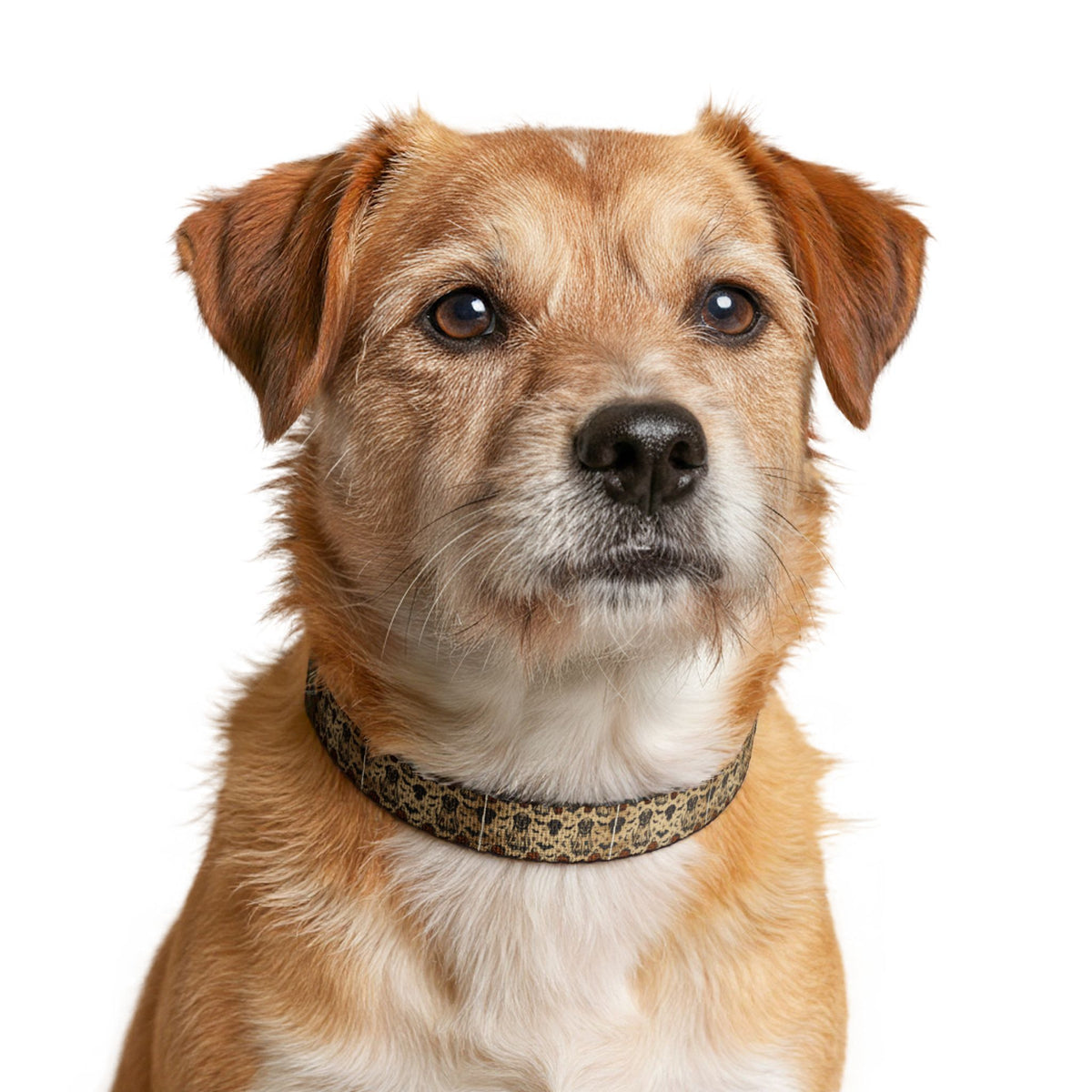 Halloween Clip-on Pet Collar